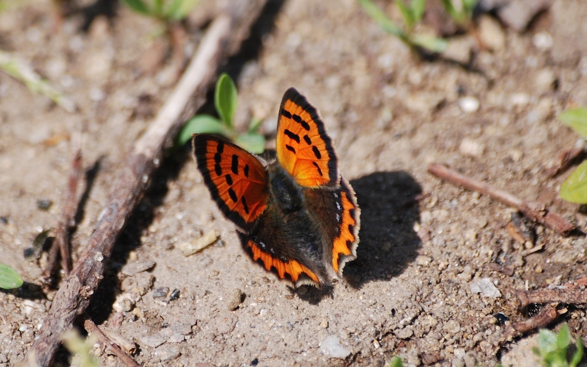 Lycaena phlaeas